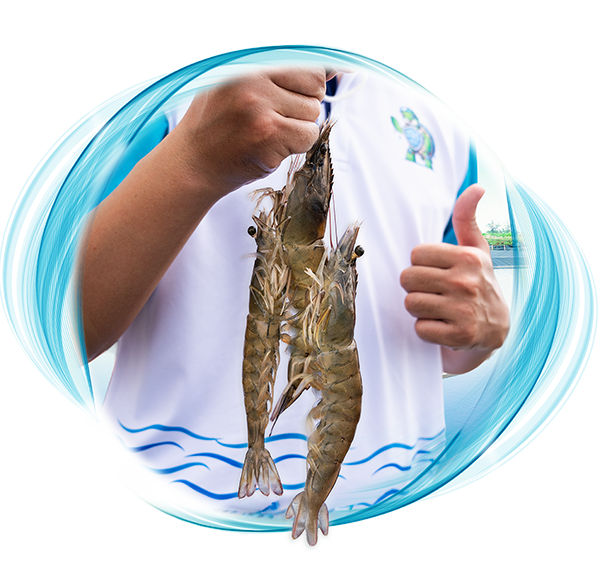 aqua shield