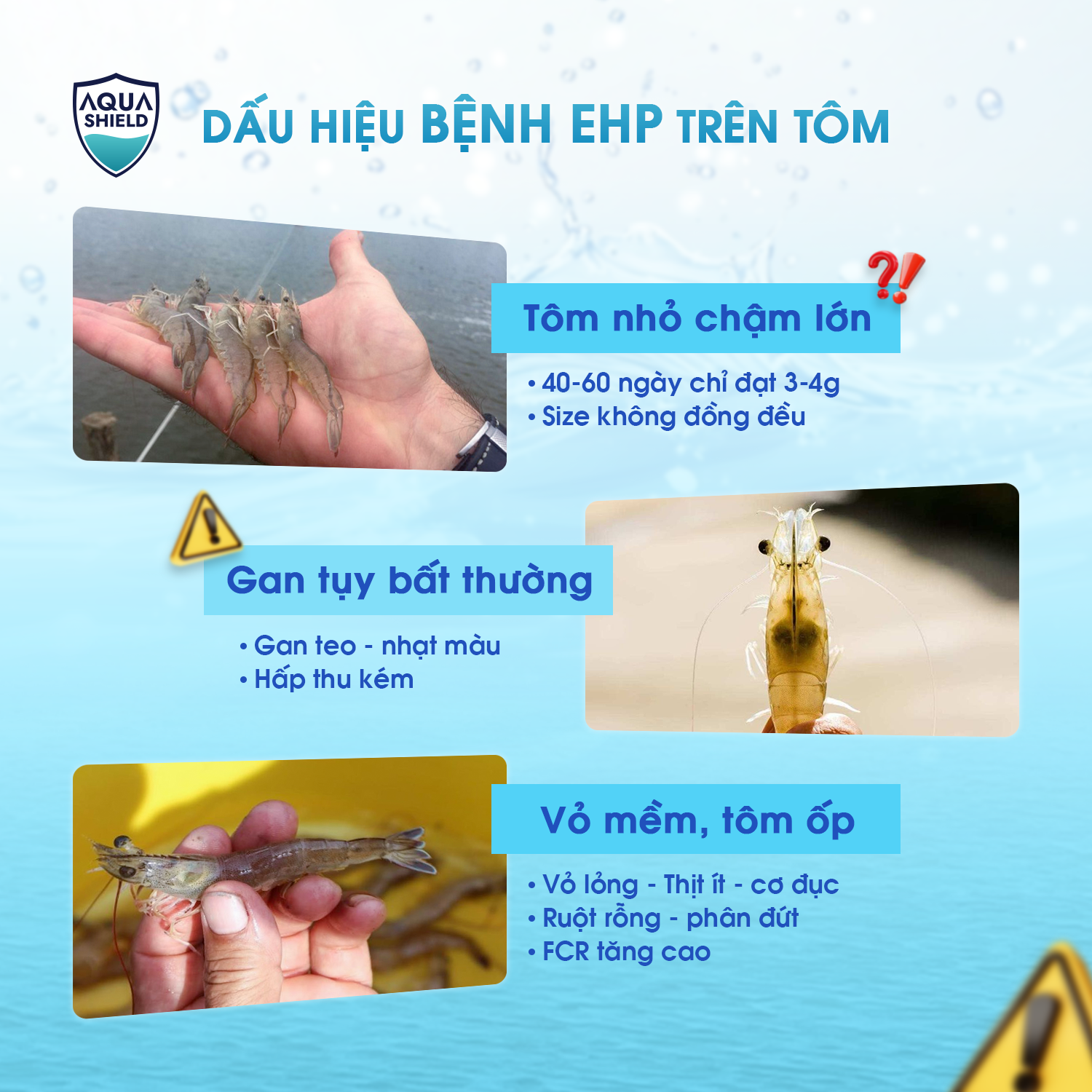 Dấu hiệu nhận biết EHP trên tôm 