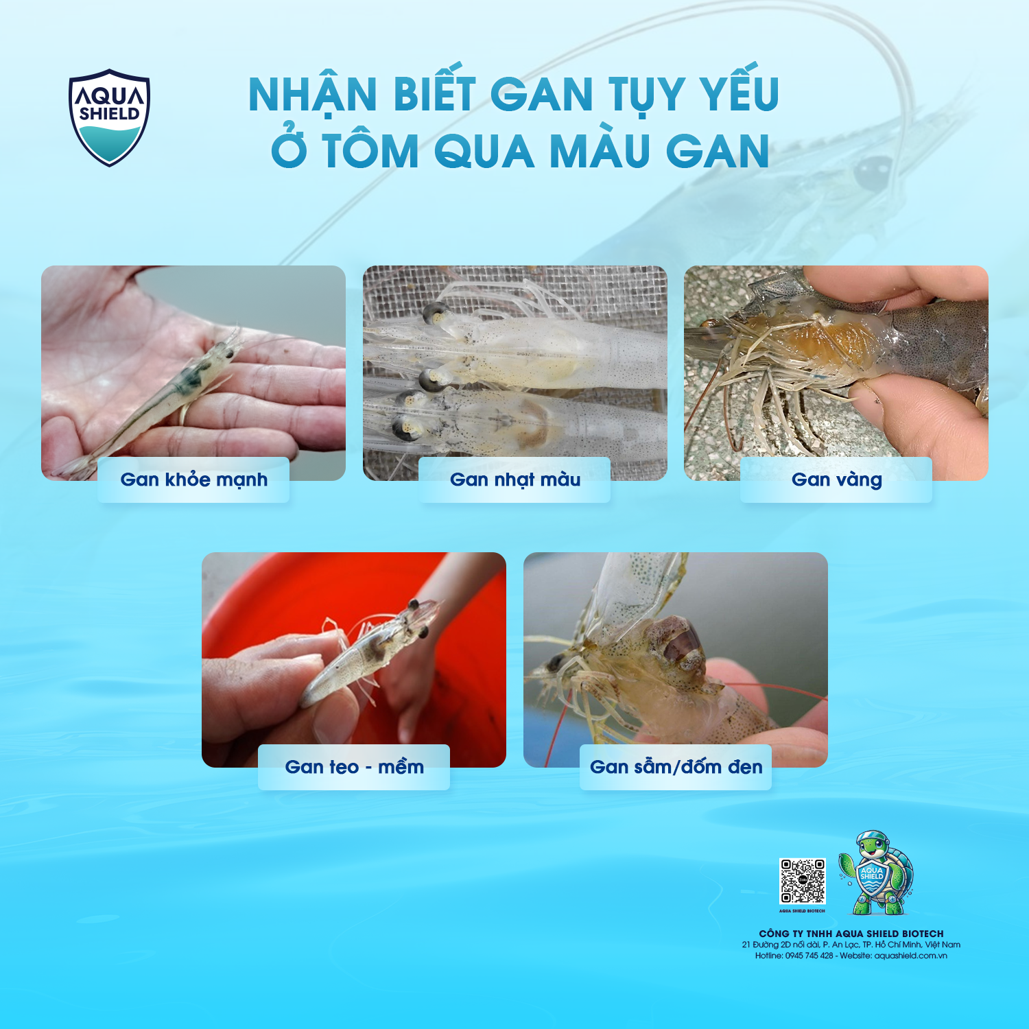 Gan tụy yếu ở tôm – các dấu hiệu cảnh báo