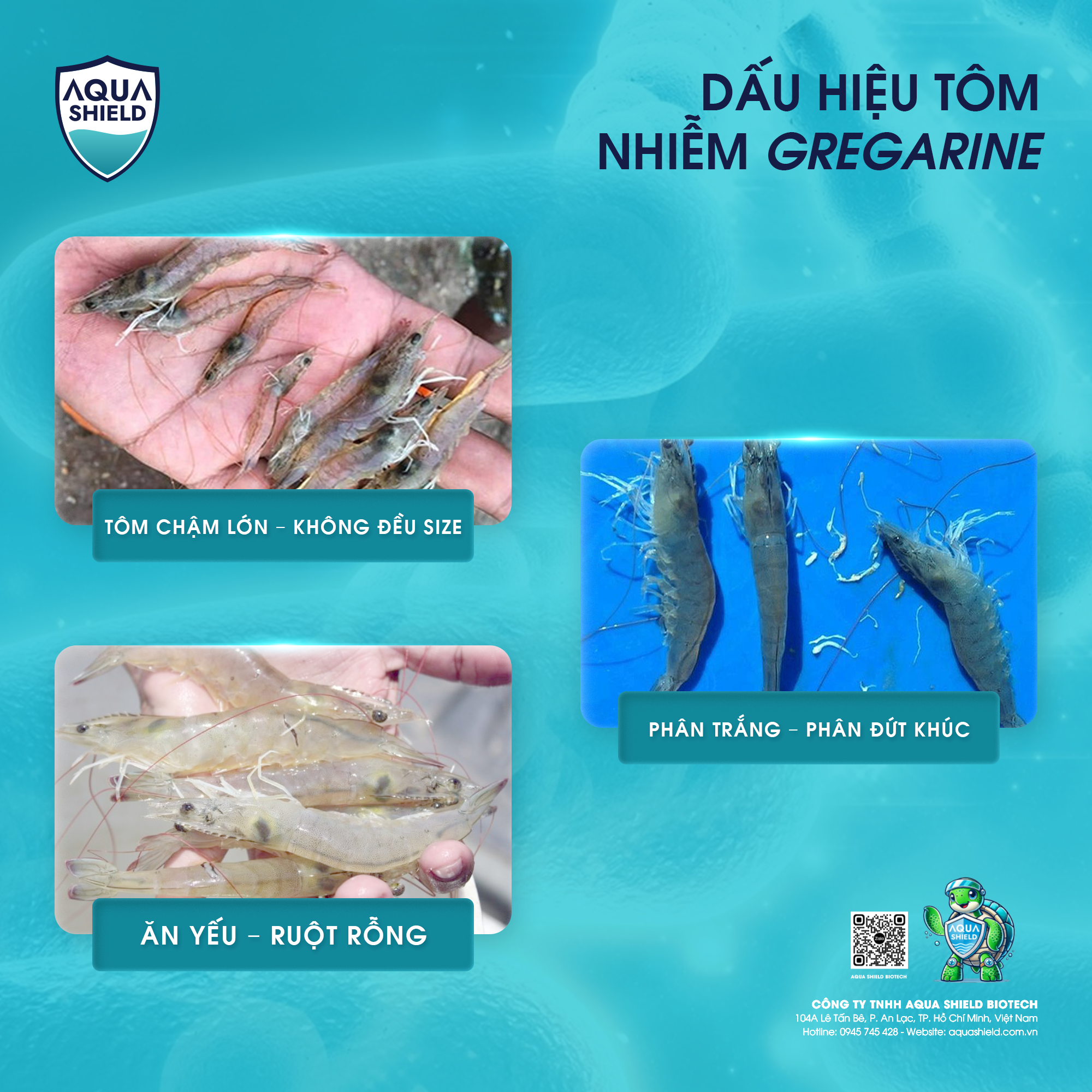 Dấu hiệu nhận biết ký sinh trùng Gregarine trên tôm