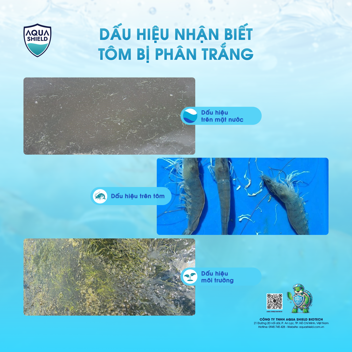 Dấu hiệu nhận biết tôm bị phân trắng