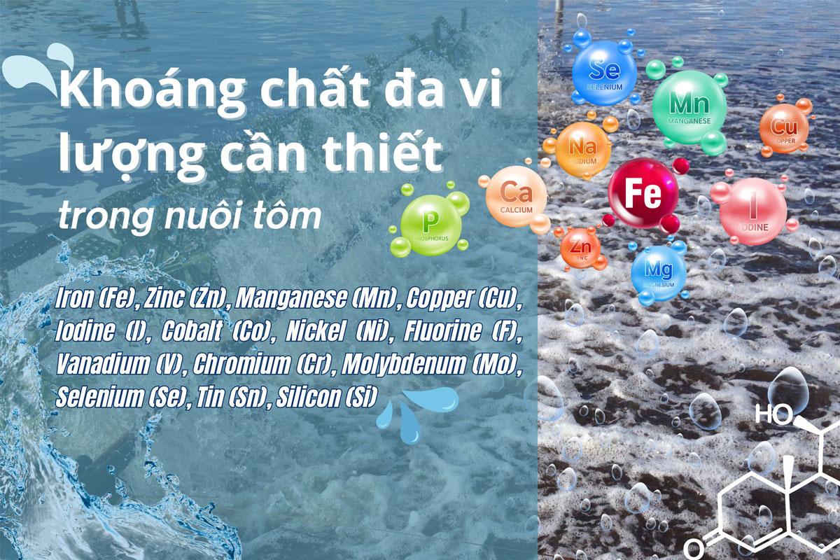Các Phương Pháp Bổ Sung Khoáng Chất Phù Hợp Với Ao Nuôi