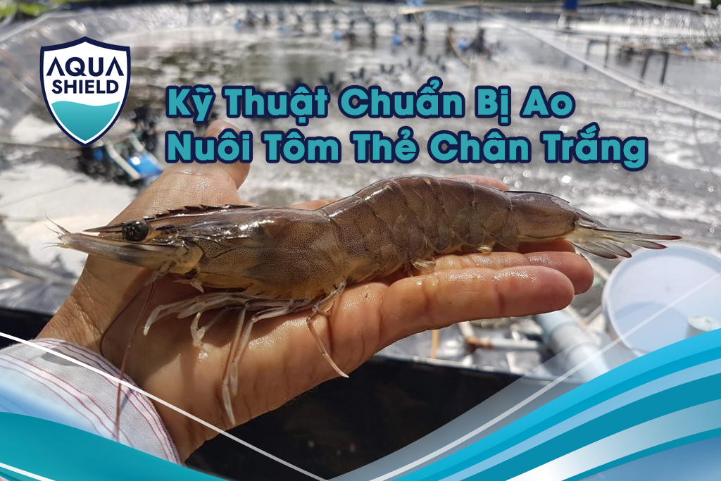 Hướng dẫn kỹ thuật tôm, vụ nuôi cuối năm, nuôi tôm cùng Aqua Shield