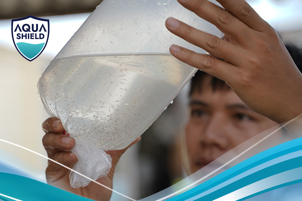 Lựa Chọn Tôm Thẻ Giống Chất Lượng Lại Quan Trọng