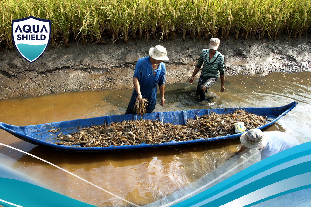 Mô hình Nuôi Quảng Canh