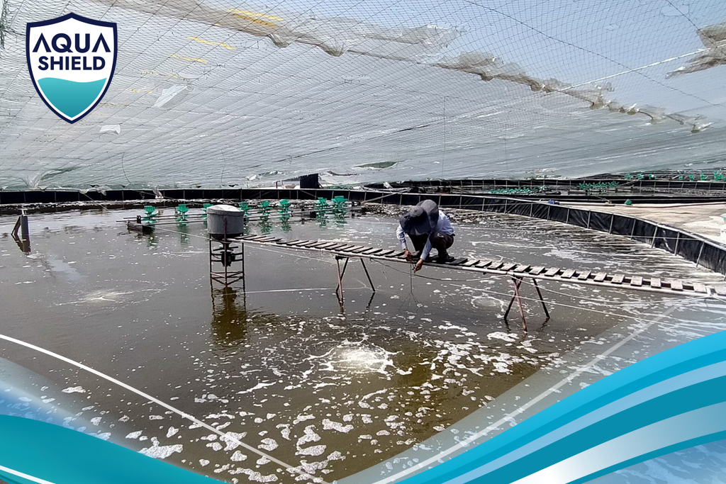 Quản Lý Môi Trường Ao Nuôi - Cuộc Chiến Của Vi Sinh