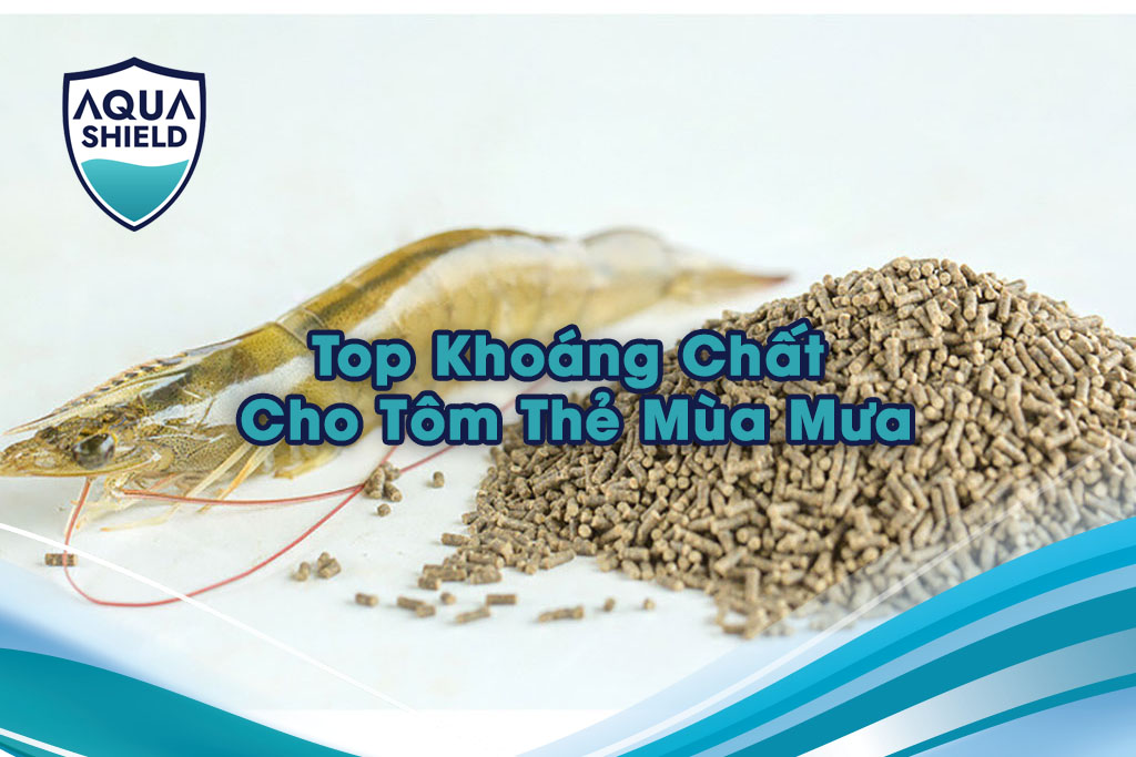 Top Khoáng Chất Cho Tôm Thẻ Mùa Mưa