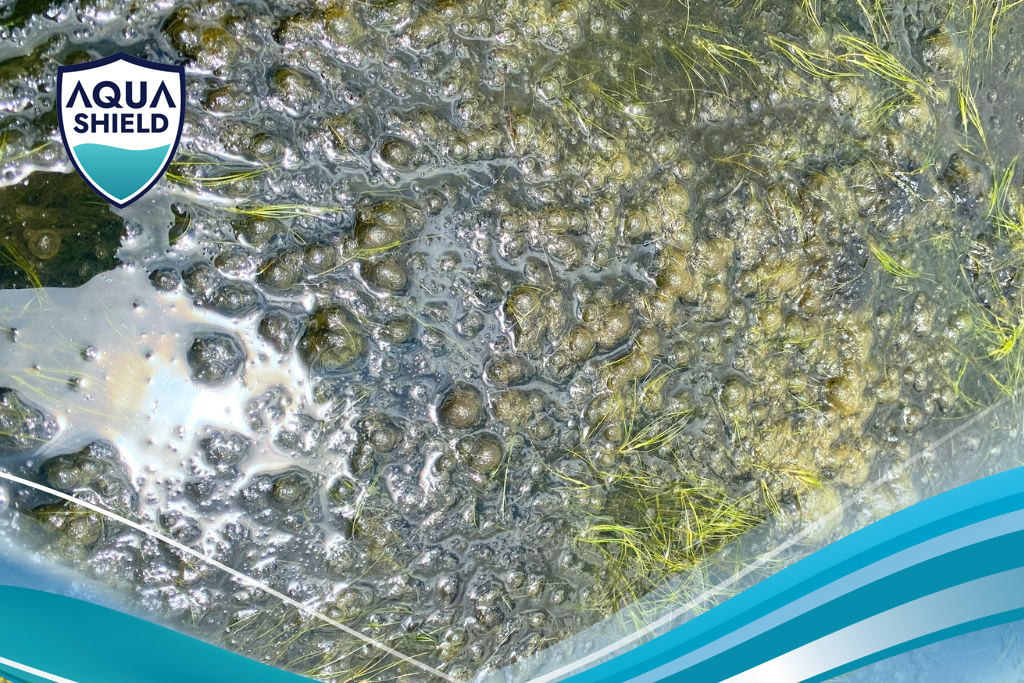 Ô Nhiễm Ao Nuôi: Thách Thức Lớn Của Người Nuôi Tôm