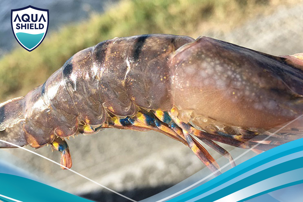 Bệnh Đốm Trắng Trên Tôm