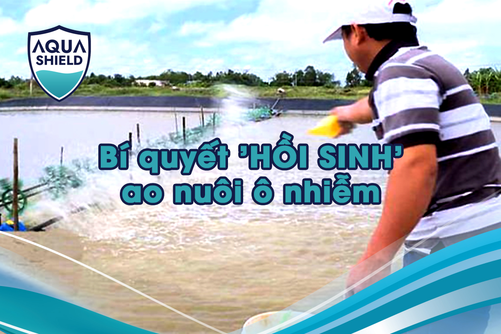 í quyết 'HỒI SINH' ao nuôi ô nhiễm, tăng năng suất VƯỢT TRỘI