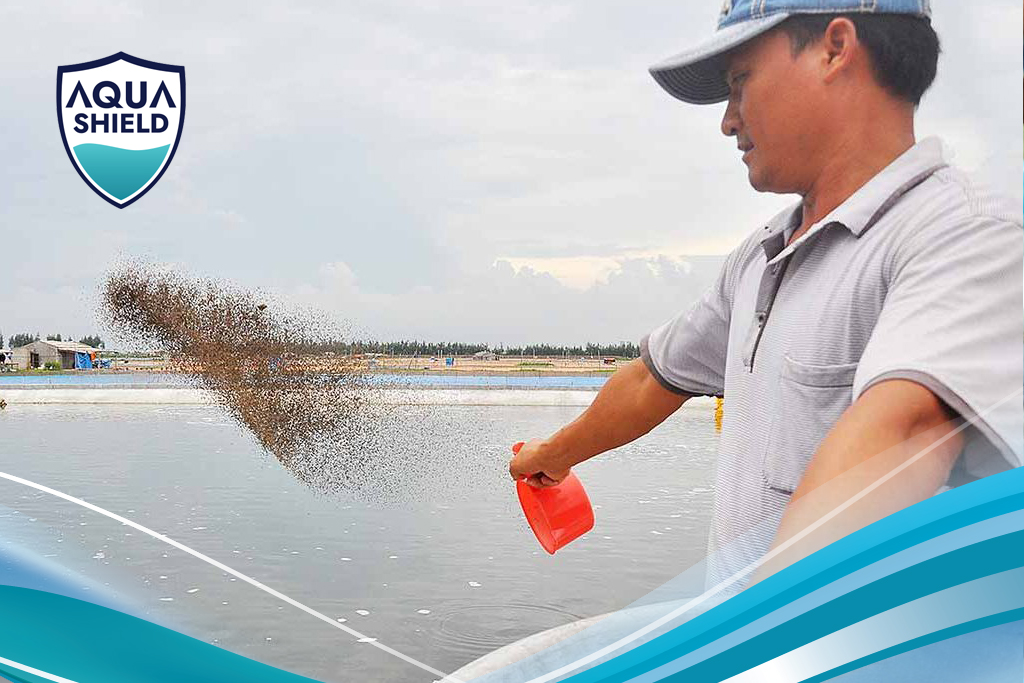 Cho tôm ăn hiệu quả