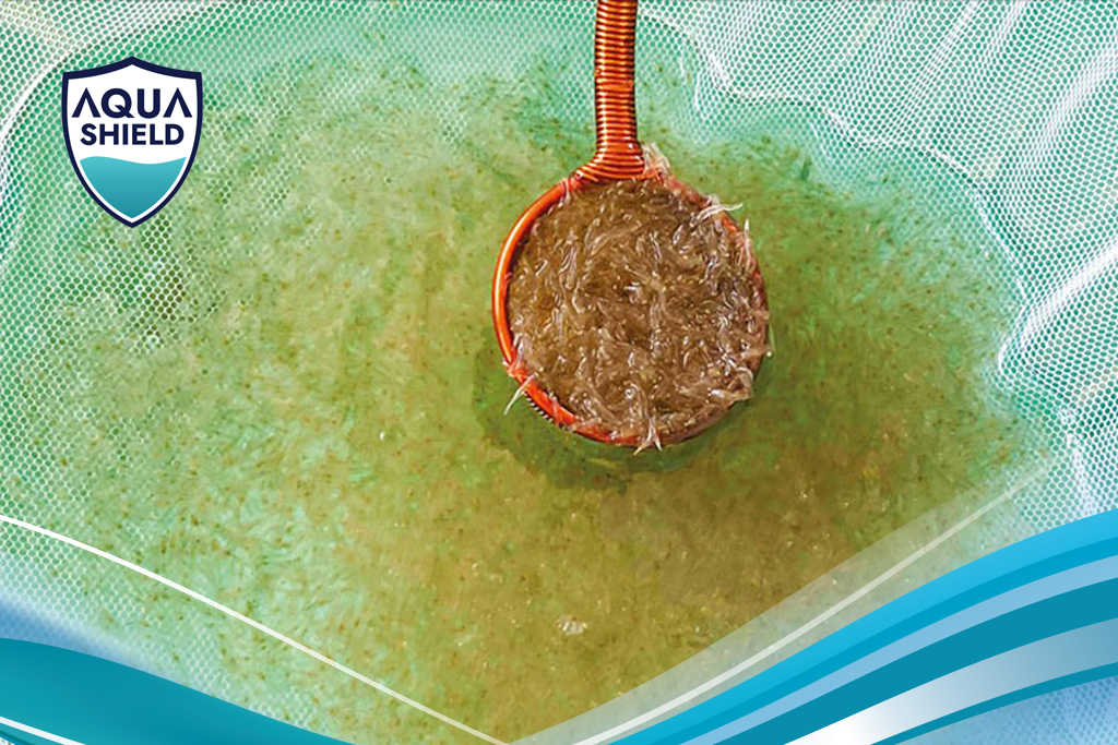 Chọn Giống Và Kỹ Thuật Thả Giống Vụ Cuối Năm