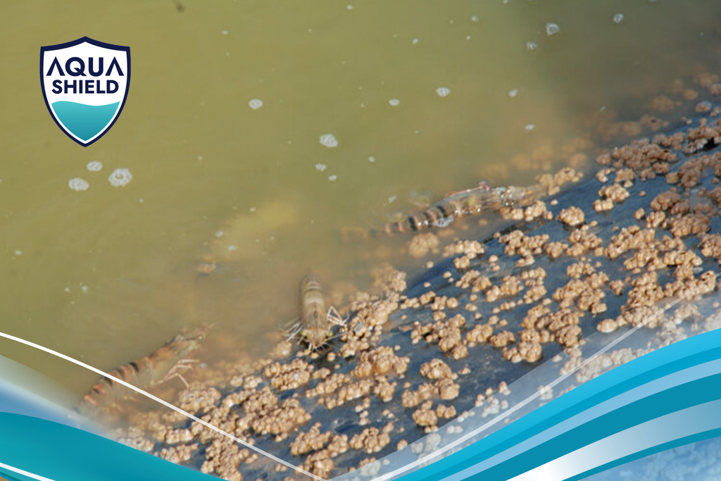 Đáy ao tôm ô nhiễm do thừa thức ăn khi cho ăn