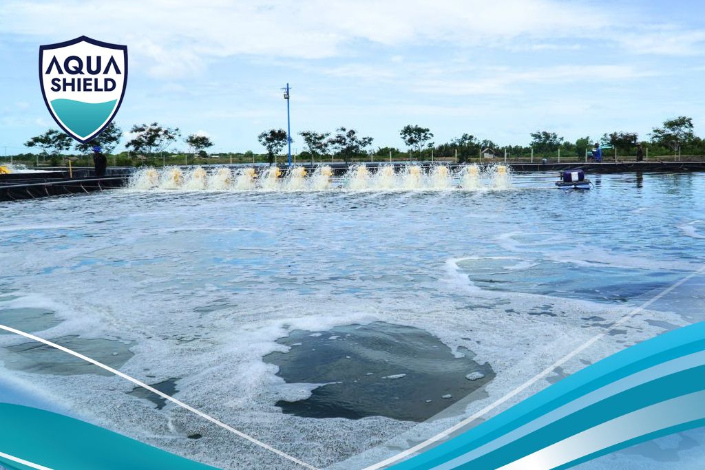 Gây màu nước ao nuôi tôm