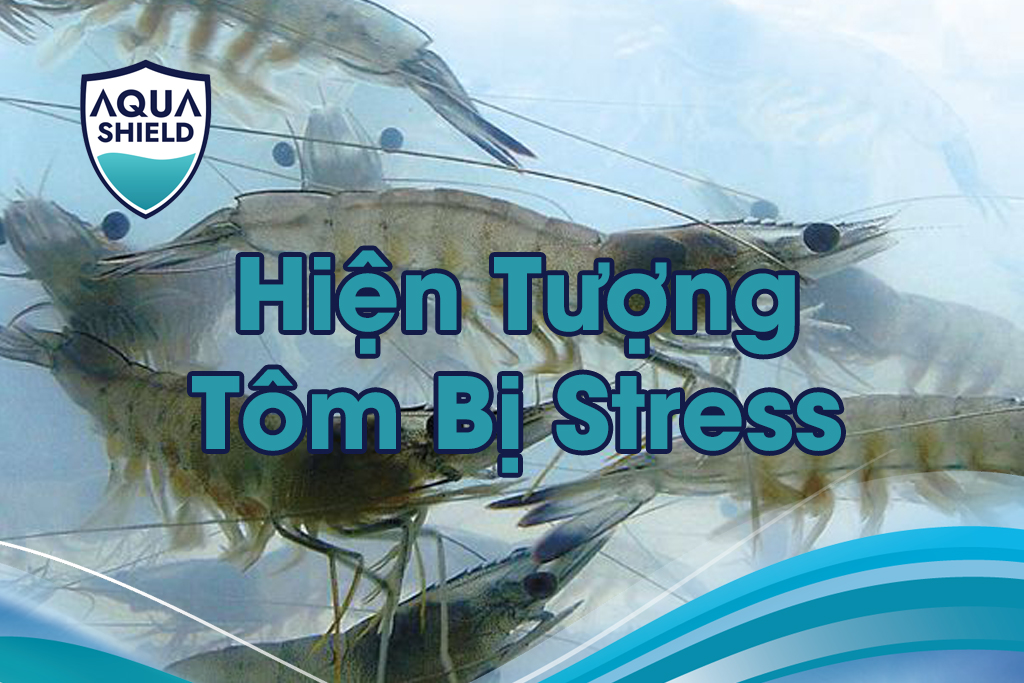 Hiện Tượng Tôm Bị Stress