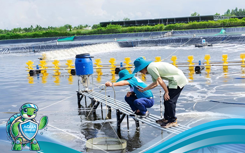 Người nuôi tôm tại ĐBSCL kiểm tra chất lượng nước ao lắng, đảm bảo các chỉ số pH, kiềm và màu nước đạt chuẩn.