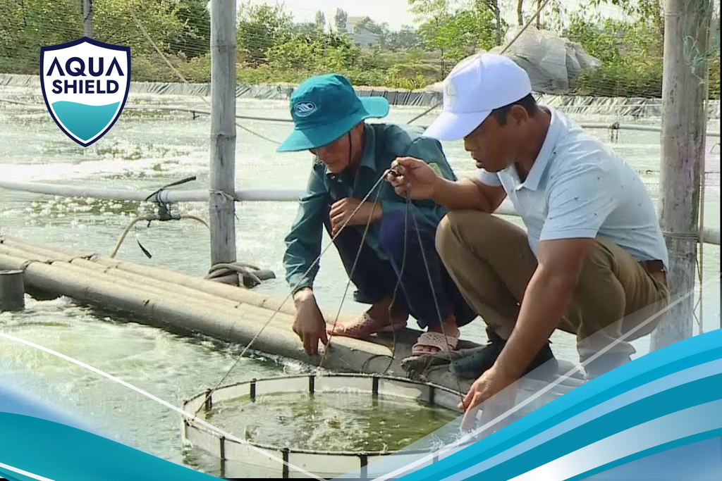 áp dụng chế phẩm sinh học nuôi thâm canh hiệu quả