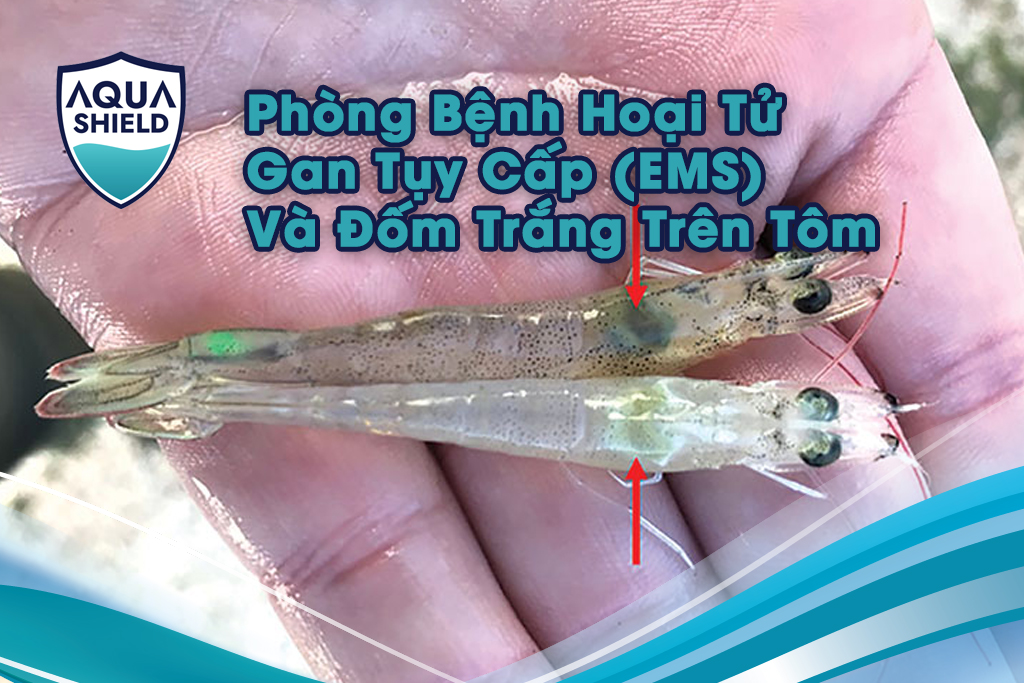 Nhận Diện Sớm Và Các Biện Pháp An Toàn Sinh Học Phòng Bệnh Hoại Tử Gan Tụy Cấp (EMS) Và Đốm Trắng Trên Tôm