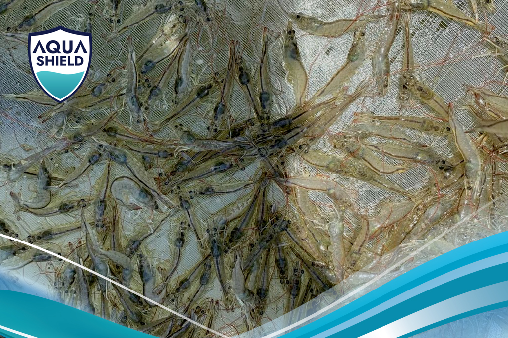 Phòng ngừa khí độc – Giải pháp bền vững