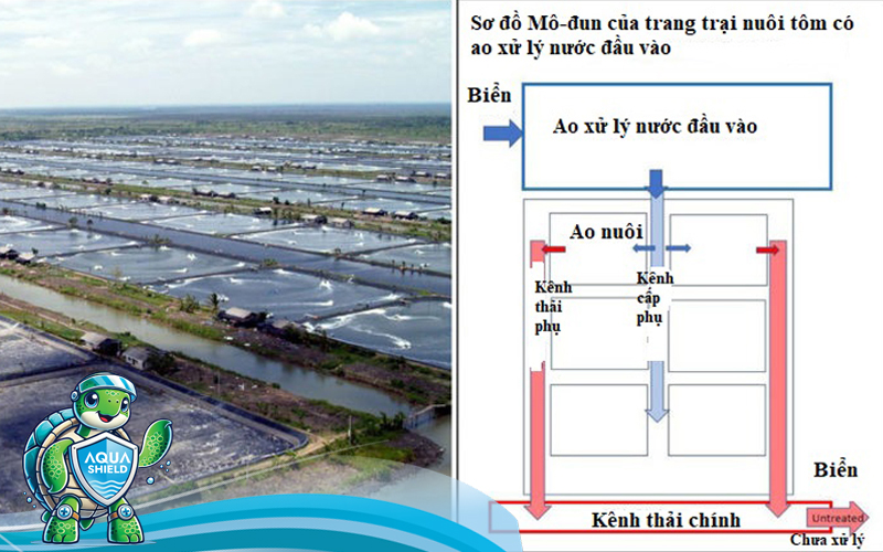 Sơ đồ thiết kế ao lắng kết hợp ao nuôi tôm thâm canh, đảm bảo quy trình xử lý nước an toàn sinh học.