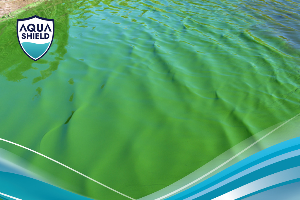 Tảo trong ao nuôi tôm