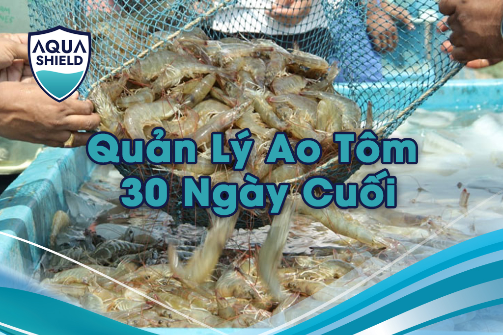 Quản Lý Ao Tôm 30 Ngày Cuối
