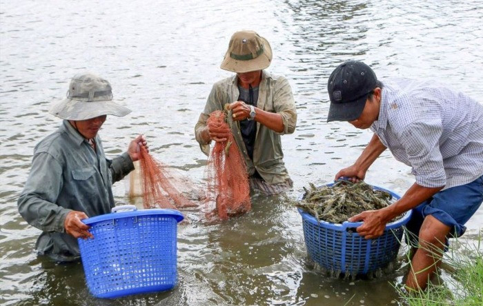 Sự hỗ trợ về mặt kỹ thuật giúp người nông dân cập nhật kiến thức và áp dụng giải pháp hiệu quả