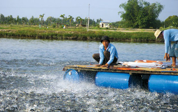 Chất lượng tôm thu hoạch là minh chứng rõ nhất cho hiệu quả của quá trình chuẩn bị và chăm sóc