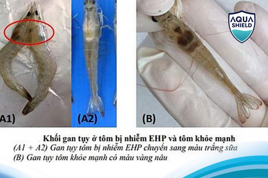 Vi Bào Tử Trùng EHP Tấn Công Gan Tụy Của Tôm