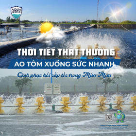 Ảnh hưởng của thời tiết thất thường đến ao tôm và giải pháp sinh học phục hồi nhanh trong mùa mưa 