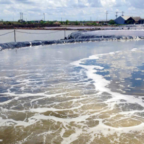 Ao Lắng Nuôi Tôm – Giải Pháp Xử Lý Nước Hiệu Quả Cho Vụ Mùa 2025