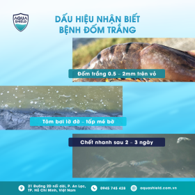 Bệnh đốm trắng ở tôm: Nguyên nhân, dấu hiệu và cách xử lý kịp thời