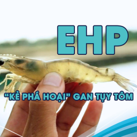 Bệnh EHP Trên Tôm: Nhận Biết Sớm, Phòng Ngừa Hiệu Quả và Giải Pháp Vượt Qua Thách Thức Tôm Chậm Lớn