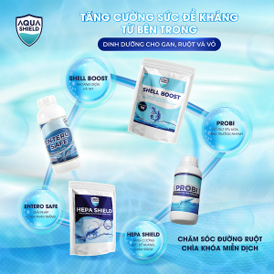 GIẢI PHÁP GAN RUỘT KHỎE, TÔM LỚN NHANH