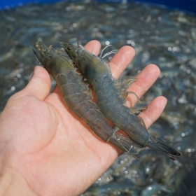 Các yếu tố gia tăng sức cạnh tranh cho ngành tôm