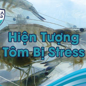 Cách Giải Quyết Hiệu Quả Hiện Tượng Tôm Bị Stress Trong Nuôi Trồng Thủy Sản