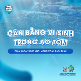 Cân bằng vi sinh trong ao tôm: Chìa khóa thoát khỏi vòng xoáy dịch bệnh 
