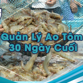 Chiến Lược Về Đích: Quản Lý Ao Tôm 30 Ngày Cuối - Tối Ưu Thức Ăn, Siết Chặt Khí Độc, Tôm Về Size Lớn