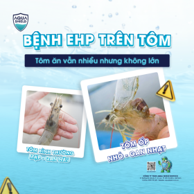 Dấu Hiệu Bệnh EHP Trên Tôm Là Gì? Những Biểu Hiện Dễ Bị Bỏ Qua 