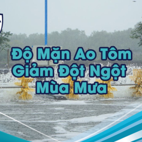 Độ Mặn Ao Tôm Giảm Đột Ngột Mùa Mưa: Nguyên Nhân & 5 Cách Xử Lý Hiệu Quả Tức Thì