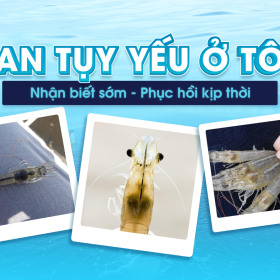 Gan tụy yếu ở tôm: Dấu hiệu nhận biết sớm, nguyên nhân và giải pháp phục hồi hiệu quả 