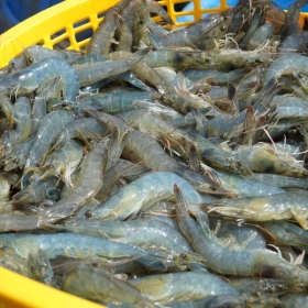 Giá tôm nguyên liệu khởi sắc mang đến sự phấn khởi cho người nuôi