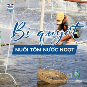 Kỹ Thuật Nuôi Tôm Nước Ngọt