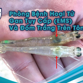 Nhận Diện Sớm Và Các Biện Pháp An Toàn Sinh Học Phòng Bệnh Hoại Tử Gan Tụy Cấp (EMS) Và Đốm Trắng Trên Tôm