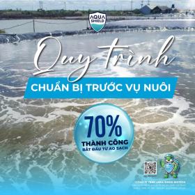 Quy trình chuẩn bị ao tôm trước vụ nuôi