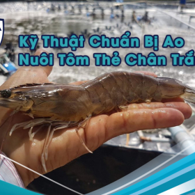 Tất Tần Tật Về Kỹ Thuật Chuẩn Bị Ao Nuôi Tôm Thẻ Chân Trắng Vụ Cuối Năm