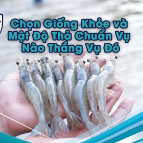 Thả Giống Tôm Thẻ: "Bí Kíp" Chọn Giống Khỏe và Mật Độ Thả Chuẩn Vụ Nào Thắng Vụ Đó