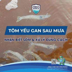 TÔM YẾU GAN SAU MƯA – BA DẤU HIỆU NHẬN BIẾT SỚM & CÁCH PHỤC HỒI BẰNG VI SINH SINH HỌC