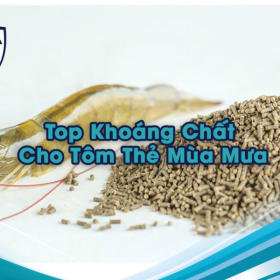 Top Khoáng Chất Cho Tôm Thẻ Mùa Mưa: Bí Quyết Vàng Giúp Tôm Cứng Vỏ, Lớn Nhanh