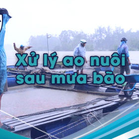 Xử lý ao nuôi sau mưa bão: 5 bước vàng giúp tôm khỏe mạnh, ao nhanh ổn định